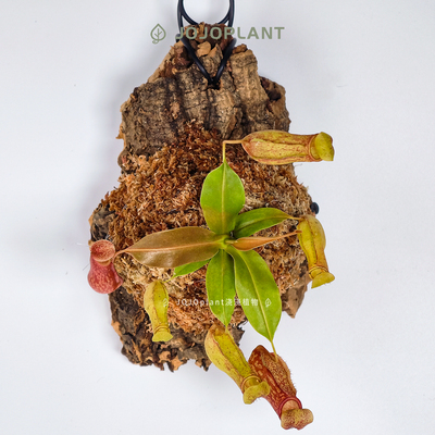 【直播】【食虫植物合辑】猪笼草/捕蝇草/茅膏菜雨林稀有食虫植物