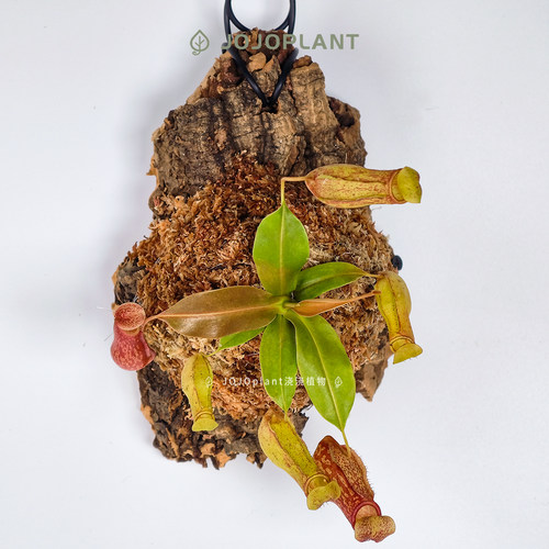 【直播】【食虫植物合辑】猪笼草/捕蝇草/茅膏菜雨林稀有食虫植物