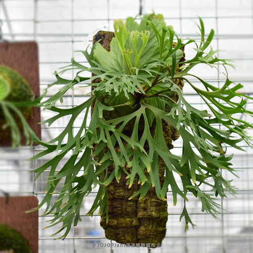 直播【亚猴系列鹿角蕨 】亚猴/立叶矮小亚猴/细叶亚皇/侏儒银叶