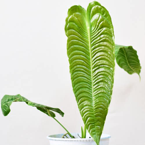 【ZB】火鹤王花烛 原种进口热植小苗 稀有雨林植物室内盆栽浇浇