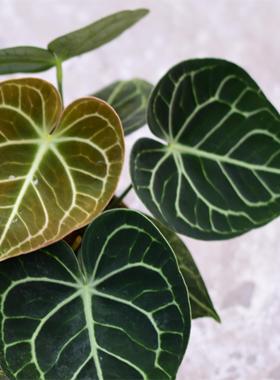 【直播】克莱恩花烛 浇浇植物新手好养热植水晶脉络 观叶室内盆栽