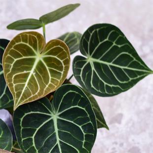 浇浇植物新手好养热植水晶脉络 克莱恩花烛 观叶室内盆栽 直播