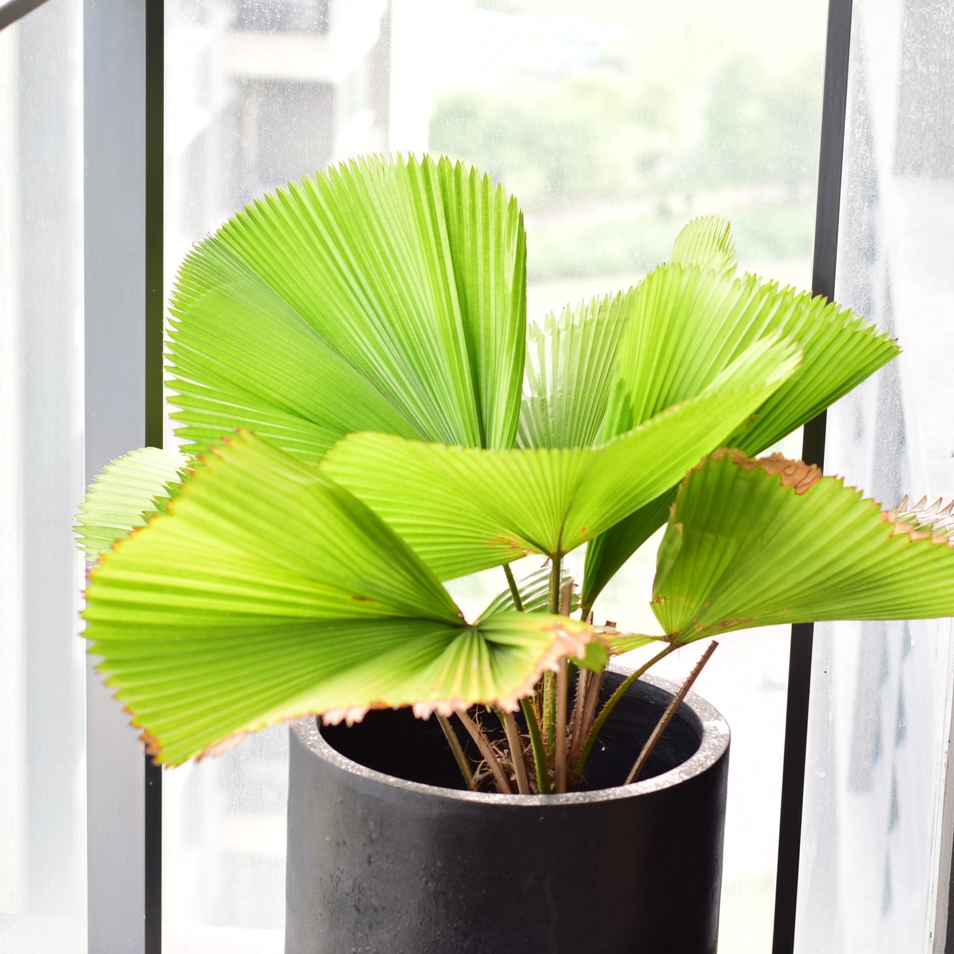 【直播】圆叶轴榈 氛围感室内热植扇形耐阴盆栽 浇浇植物,鲜花速递/花卉仿真/绿植园艺,海芋,淘宝优惠券,粉丝福利购,淘宝优惠卷