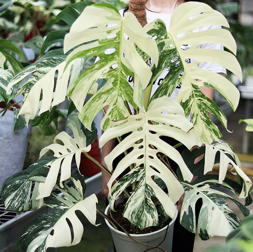 【直播】白锦龟背竹/白龟 日本荷兰原种进口锦化热植室内盆栽