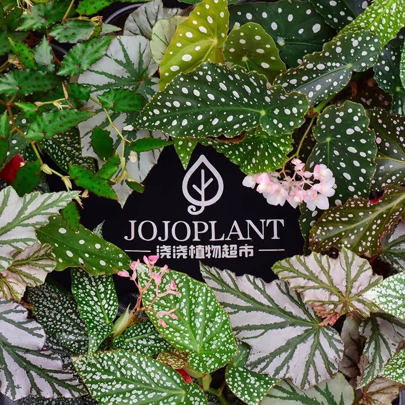 【ZB】【秋海棠合辑】 浇浇植物超市,鲜花速递/花卉仿真/绿植园艺,秋海棠,淘宝优惠券,粉丝福利购,淘宝优惠卷