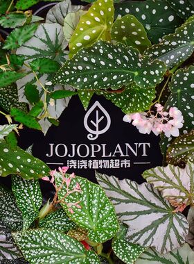 直播【秋海棠合辑】 浇浇植物超市