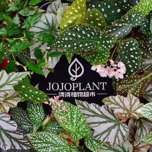 直播【秋海棠合辑】 浇浇植物超市