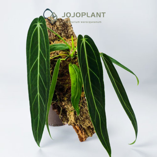 火鹤后花烛原种进口观叶易养