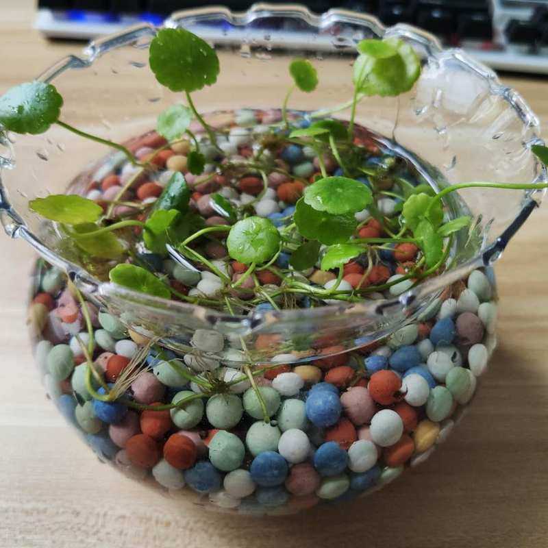 养花专用陶粒彩色小土粒球通用型种花垫底多肉铺面石造景石颗粒