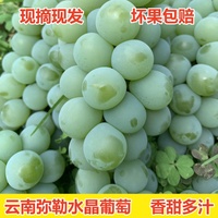 云南彌勒新鮮現(xiàn)摘水晶葡萄凈重3斤包郵新鮮水果新鮮當季農(nóng)家自種