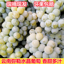 云南弥勒特产现摘水晶葡萄新鲜水果当季整箱农家自种净重3斤包邮