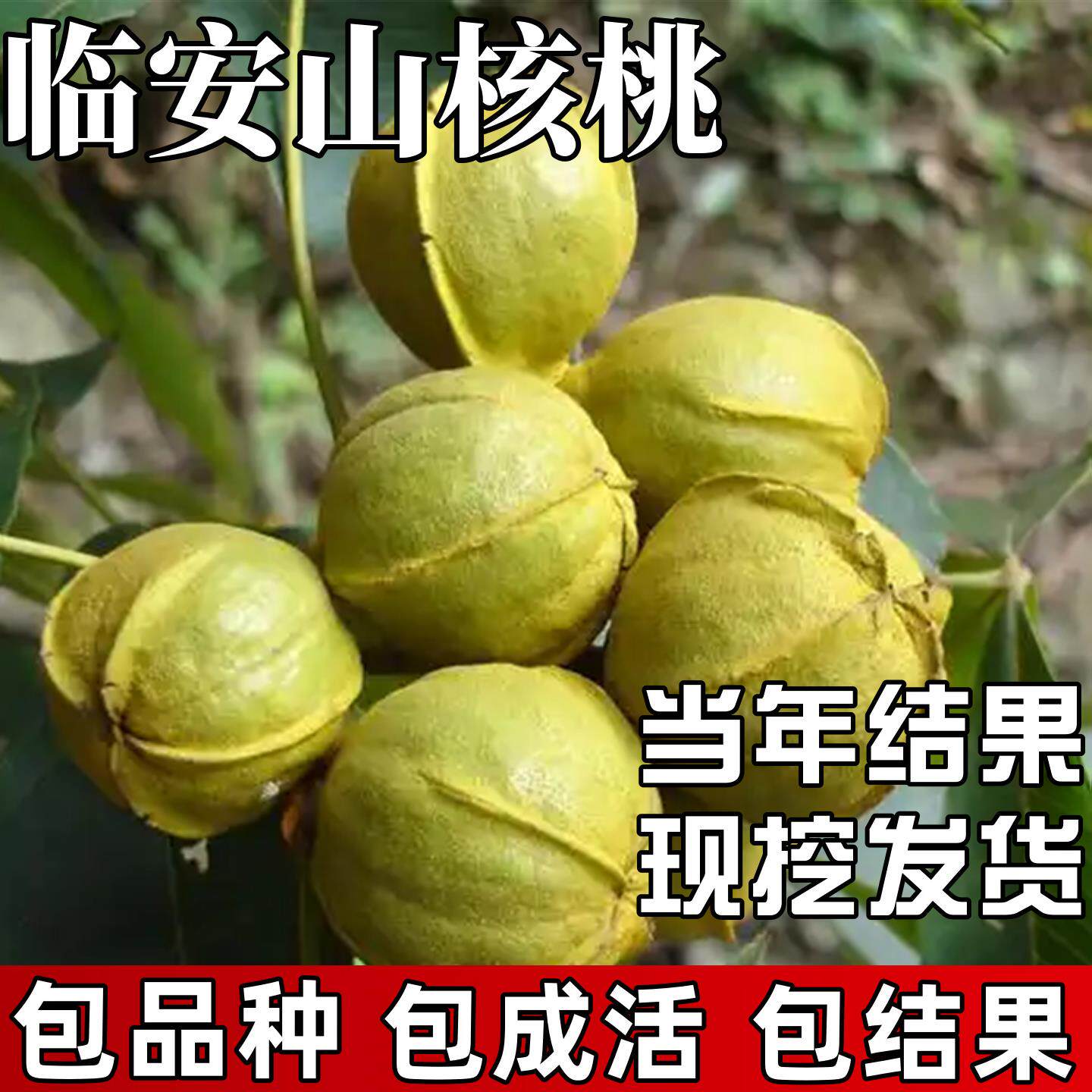 临安山核桃苗南北方种植耐寒特大号和核桃树果苗盆栽嫁接当年结果