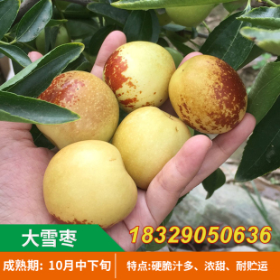 大雪枣树苗甜蜜大雪枣苗新疆红枣当年结果大蜜枣树冬枣活苗果树苗