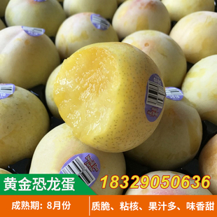 李子苗 黄金奈李树苗 黄布林恐龙蛋 黑布朗 杏子果树苗当年结果