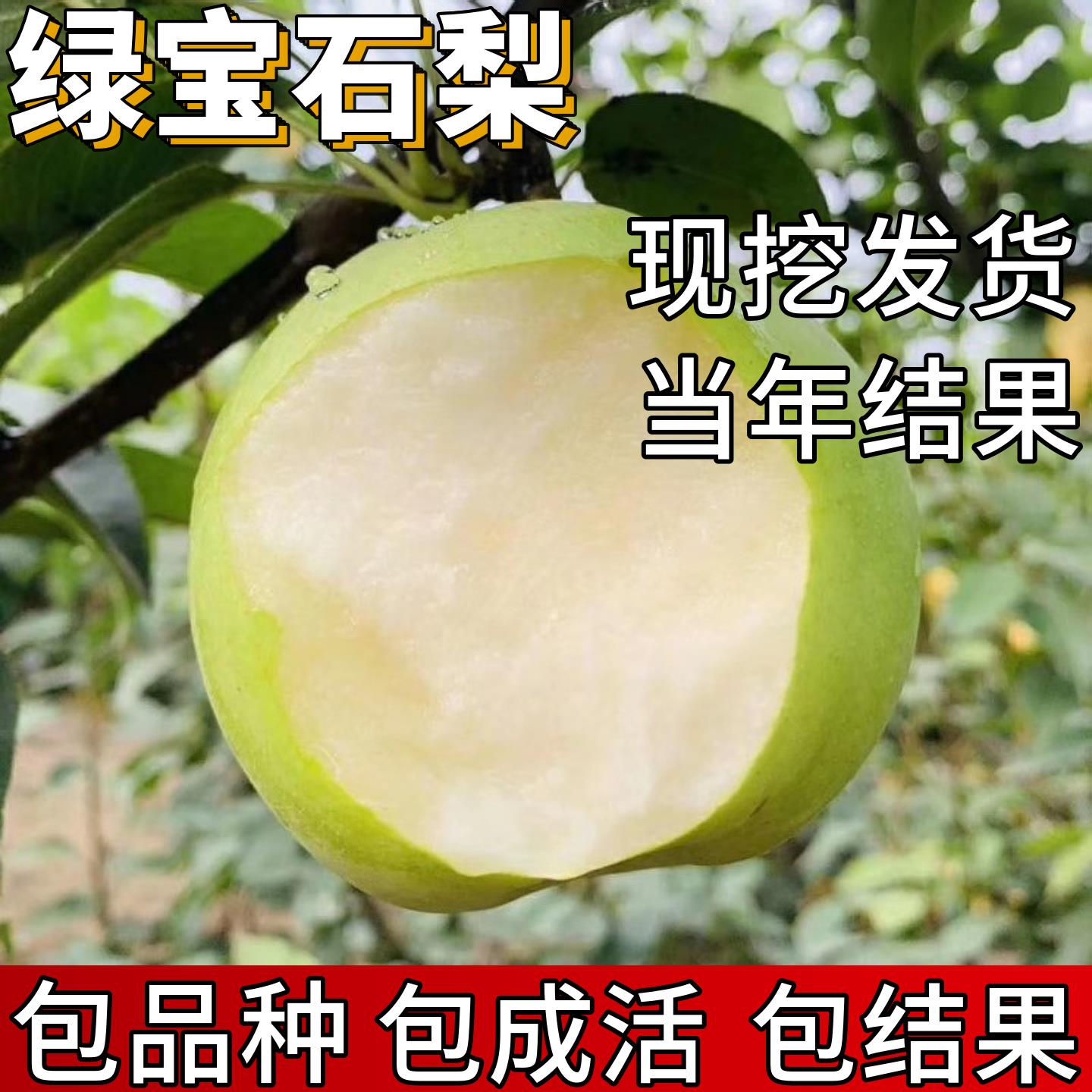 绿宝石梨苗南北方种植特大耐寒梨树果苗活苗盆栽嫁接早熟当年结果