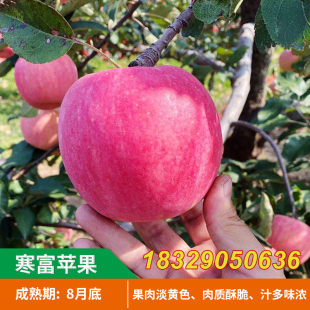 烟台苹果树苗 抗寒果树苗寒富苹果苗 盆栽地栽红富士苹果树苗丰产