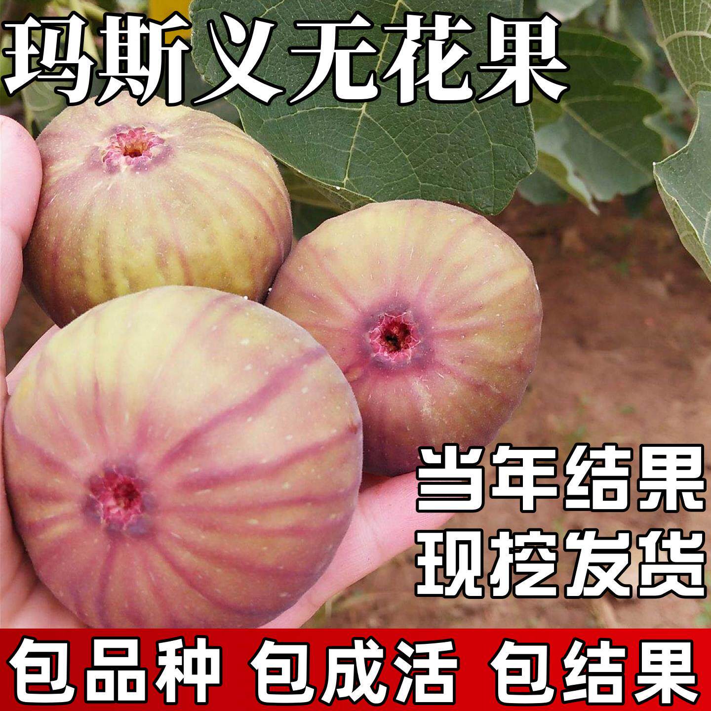 玛斯义陶芬无花果苗南北方耐寒特大号果树苗盆栽嫁接老桩当年结果