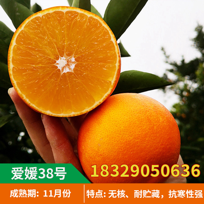 爱媛38号柑橘苗嫁接柑桔树苗早熟柑桔苗果冻橙爱媛38杂柑当年结果