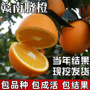 赣南脐橙苗树苗南方种植嫁接带土耐寒特大号盆栽橙子树苗当年结果