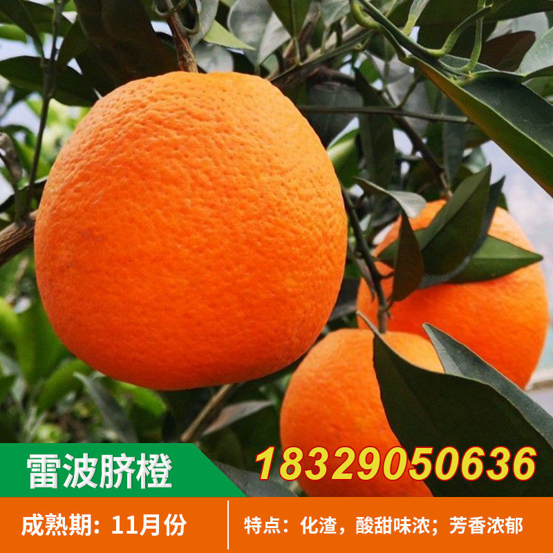 脐橙树苗雷波脐橙水果苗橙子苗嫁接甜橙苗当年结果南方脐橙果树苗