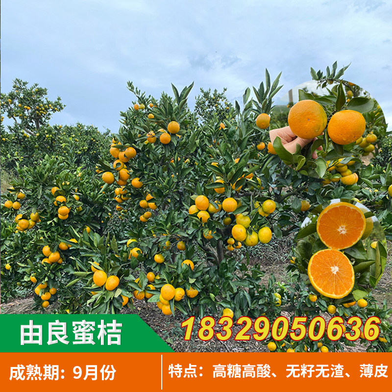 浙江特早熟由良蜜桔苗温州蜜桔树苗南方种植盆栽水果无核蜜橘子苗