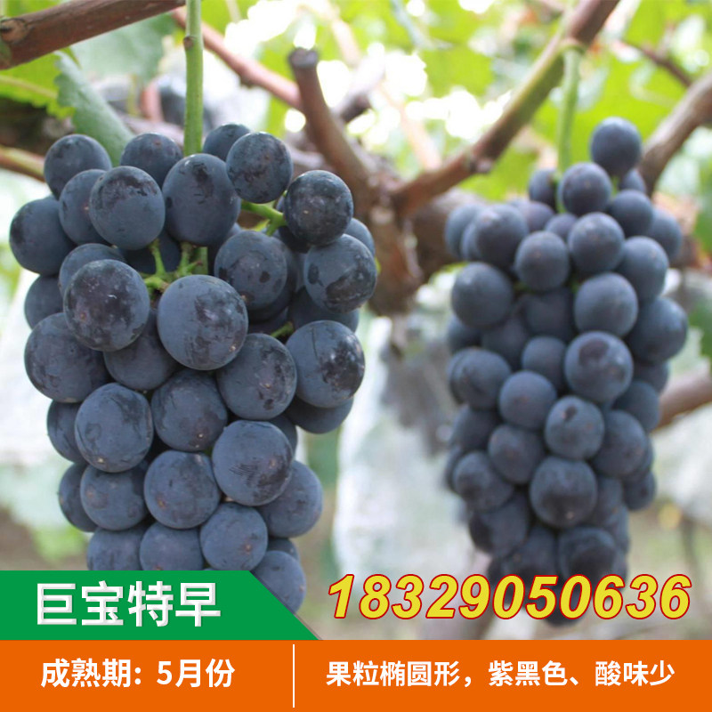 特早熟巨大粒葡萄苗品种巨宝特早葡萄树苗 五月成熟多汁美味