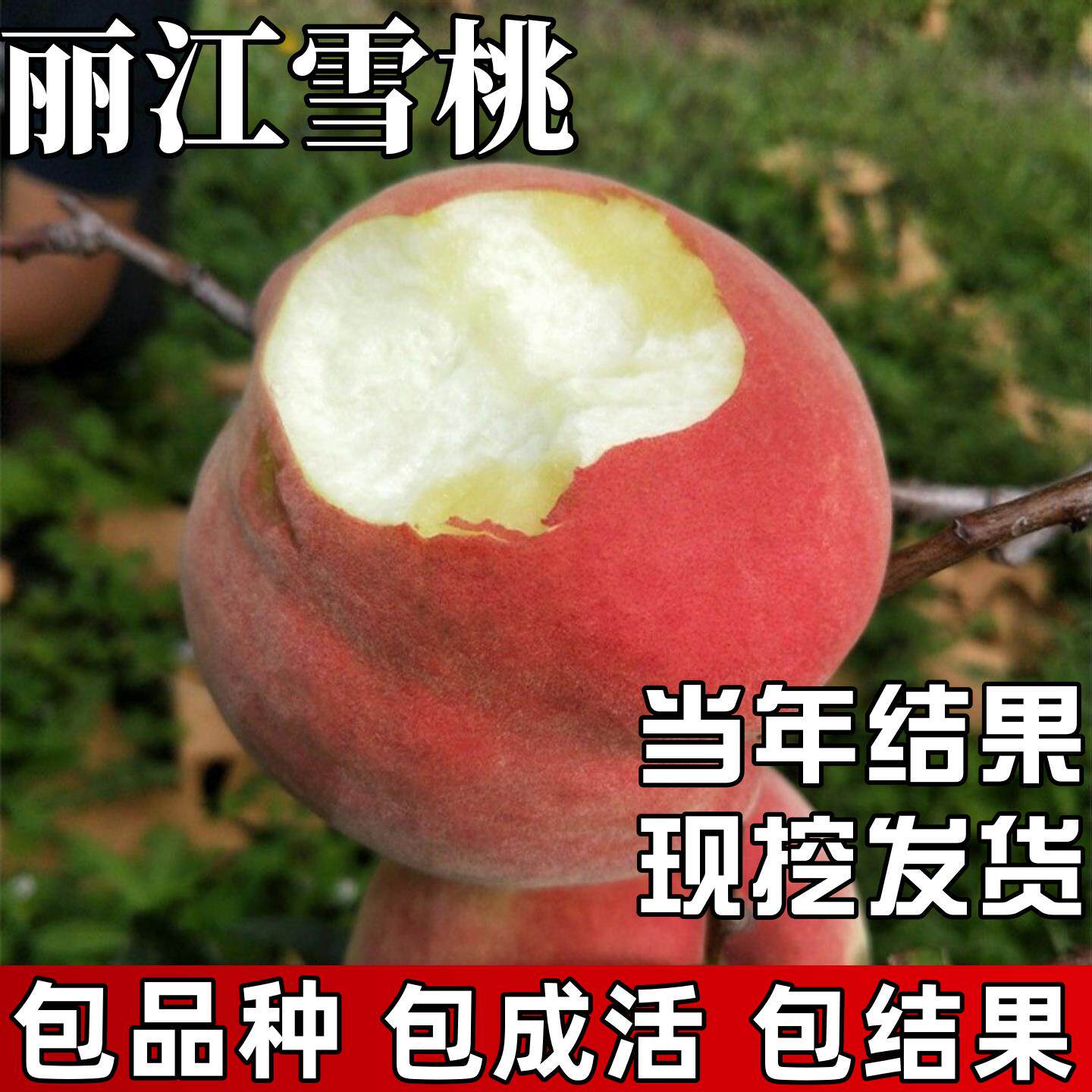 丽江雪桃苗南北方种植耐寒特大晚熟桃树果苗盆栽嫁接脆桃当年结果