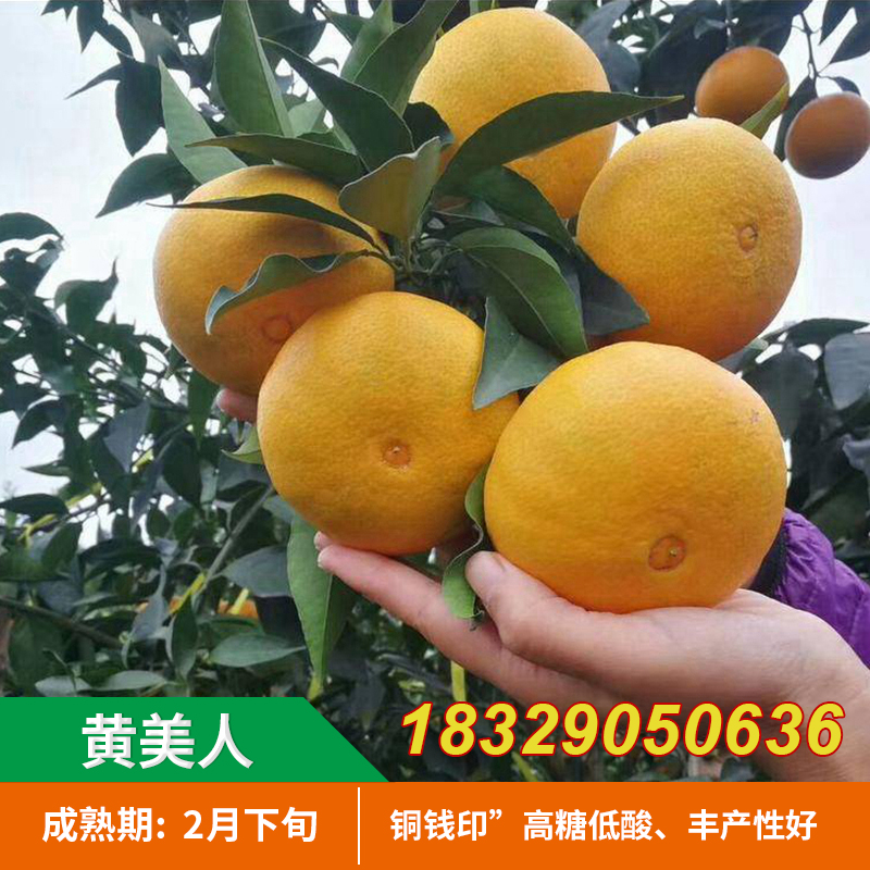 新品种爱媛68号黄美人树苗红美人柑橘苗高糖晚熟杂交橘子树苗果苗