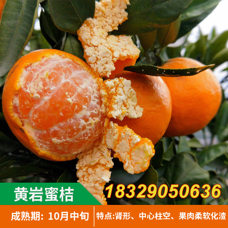 台州黄岩蜜桔苗带土宫川无核涌泉