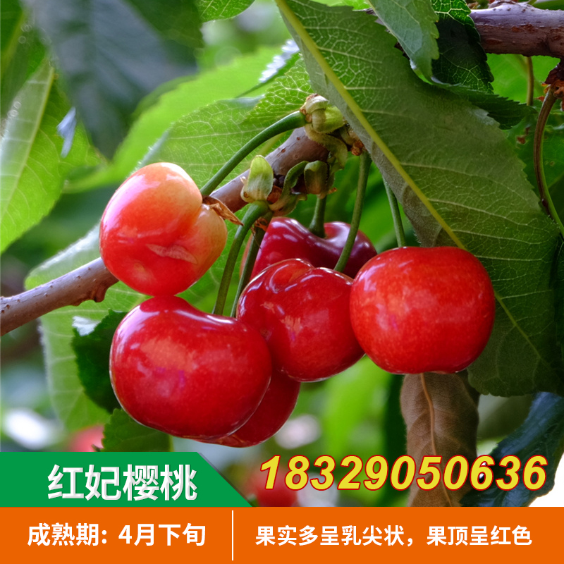 红妃樱桃苗 南方品种樱桃苗乌皮红玛瑙当年结果南方