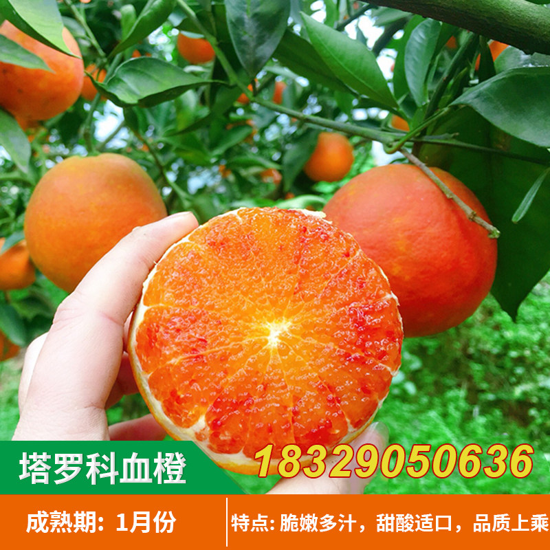 塔罗科血橙树苗 嫁接脐橙子水果
