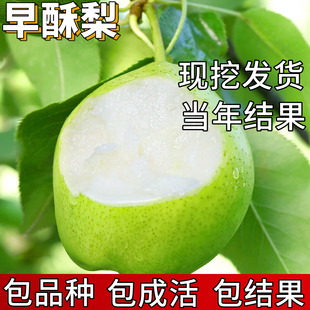 早酥梨树果苗南北方庭院地栽种植特大活苗盆栽嫁接早熟当年结果