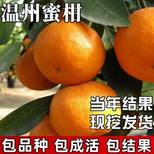 温州蜜柑苗庭院种植耐寒特大号桔子果苗盆栽嫁接蜜橘树苗当年结果