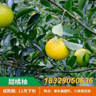 高糖建阳甜春桔柚苗庆元甜橘柚树苗 桔柚嫁接苗 黄金柑果苗水果苗