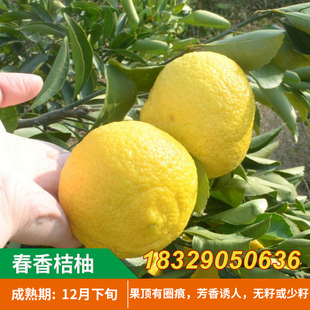 桔柚新品种春香桔柚树苗 兼有桔和柚的香气 柑橘树苗 象山青树苗