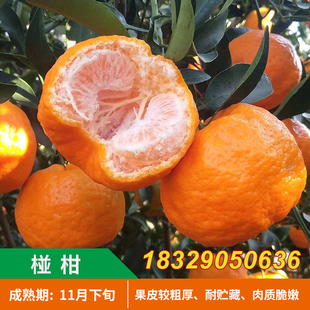 雪峰椪柑树苗嫁接缓红椪柑苗地栽柑桔子水果苗无核芦柑橘子苗带果