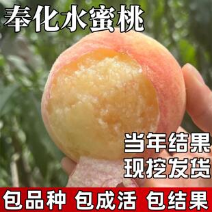 奉化水蜜桃苗南北方种植耐寒桃树果苗大树盆栽嫁接活苗当年结果