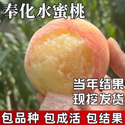 奉化水蜜桃苗南北方种植耐寒桃树果苗大树盆栽嫁接活苗当年结果
