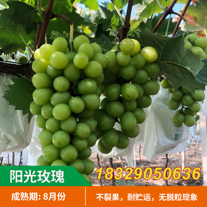 葡萄树苗 夏音马斯卡特 阳光玫瑰葡萄苗新品种果树苗南方北方种植