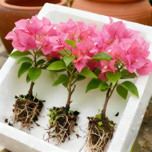 【稀有品种三角梅】盆栽多花四季花卉爆花耐热好养绿植庭院阳台