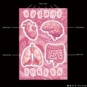 内脏器官牙齿 磨砂膜防水PVC贴纸电脑行李箱手机贴纸