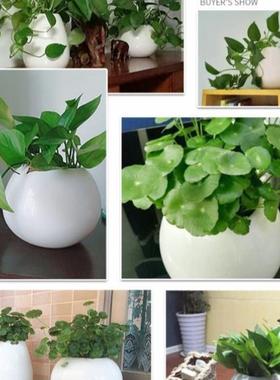 陶瓷花瓶摆件客厅插花办公室水培器皿大肚子陶罐北欧现代简约白色