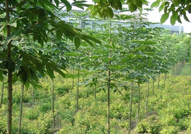红花七叶树落叶型行道树乔木七叶树苗园林绿化苗木庭院公园广场