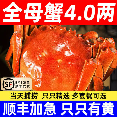 顺丰大闸蟹鲜活红膏螃蟹河蟹海鲜