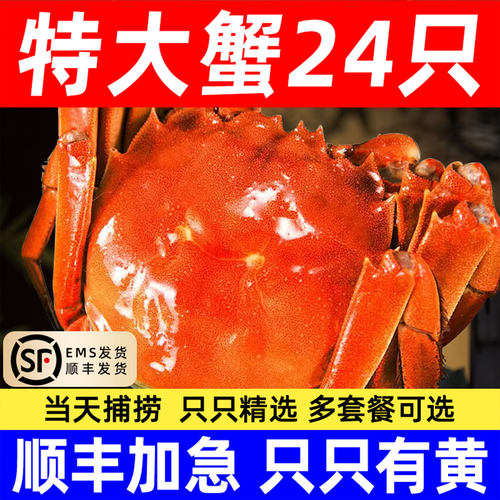 顺丰大闸蟹六月黄螃蟹河湖蟹