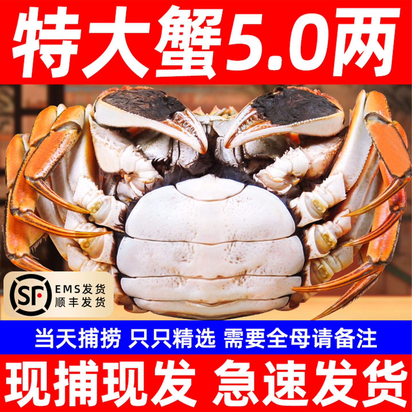 活蟹螃蟹鲜活大闸蟹全母海鲜水产红膏蟹6-16只毛蟹河蟹官方旗舰店