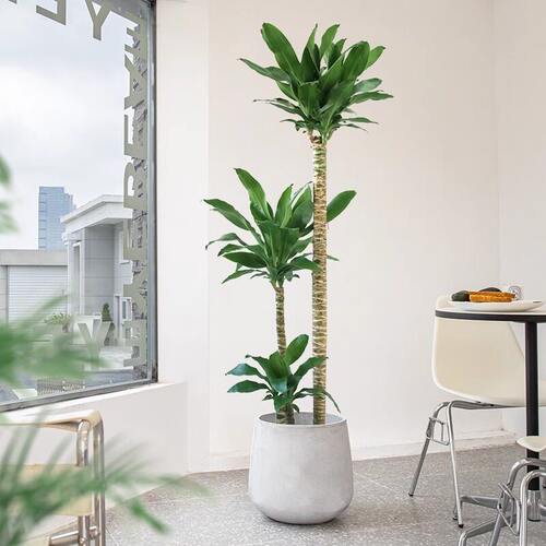 荷花铁美人客厅绿植荷兰铁盆栽龙血树室内大型植物好养四季禄植zb
