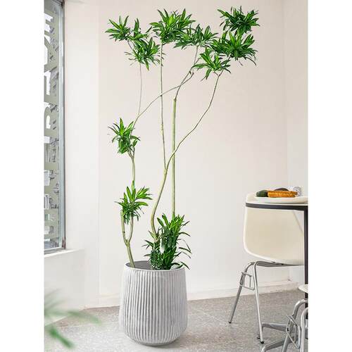 百合竹大盆栽客厅落地式绿植造型老桩好养真花卉办公室内大型植物