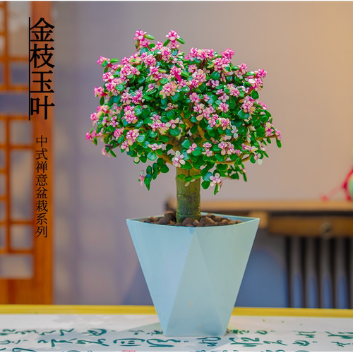 棒棒糖金枝玉叶多肉植物