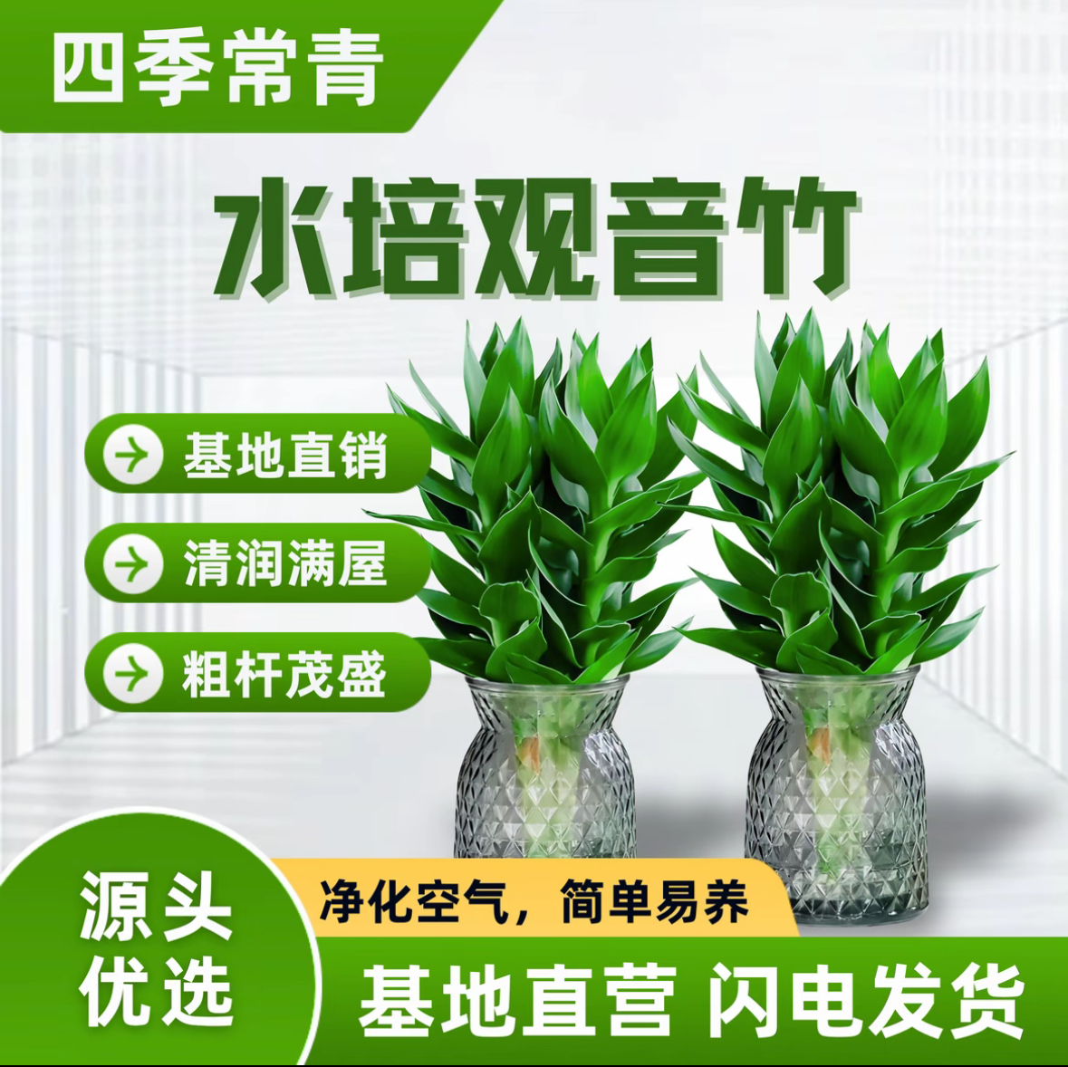 观音竹客厅净化空气四季盆栽招财